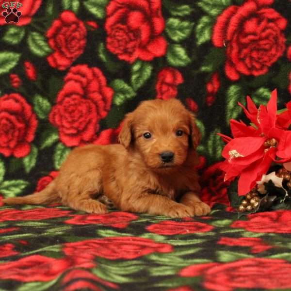 Cinnamon, Mini Goldendoodle Puppy